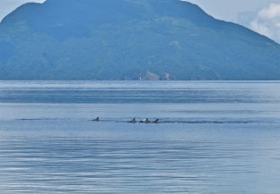 A pod of dolphins passing through